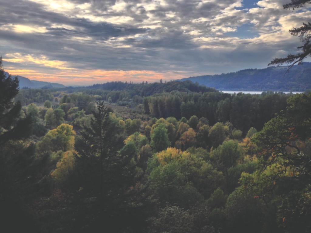 overhead view of an Oregon forest